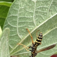 Polistes (Polistes) chinensis (Asian paper wasp) at Emu Creek - 4 Feb 2024 by JohnGiacon