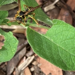 Polistes (Polistes) chinensis at Emu Creek Belconnen (ECB) - 4 Feb 2024 03:42 PM