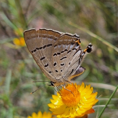 Jalmenus ictinus (Stencilled Hairstreak) at Mount Taylor - 4 Feb 2024 by MatthewFrawley