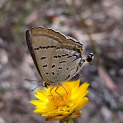 Jalmenus ictinus at Mount Taylor - 4 Feb 2024