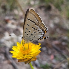 Jalmenus ictinus at Mount Taylor - 4 Feb 2024