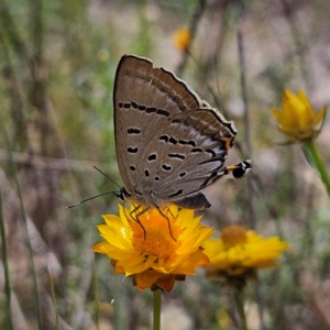 Jalmenus ictinus at Mount Taylor - 4 Feb 2024