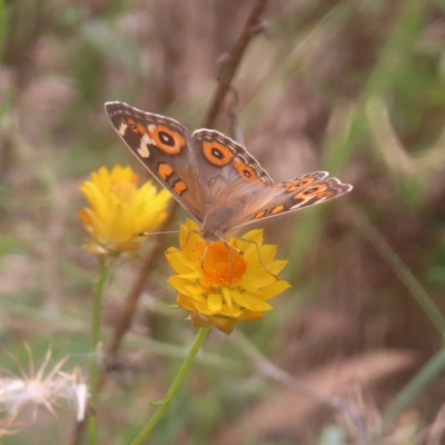 Junonia villida (Meadow Argus) at Kambah, ACT - 4 Feb 2024 by MatthewFrawley