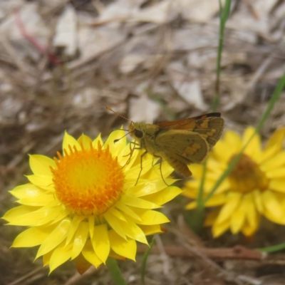 Ocybadistes walkeri (Green Grass-dart) at Kambah, ACT - 4 Feb 2024 by MatthewFrawley