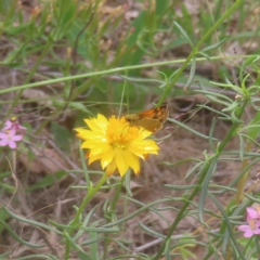 Ocybadistes walkeri at Mount Taylor - 4 Feb 2024