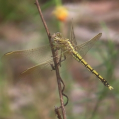 Orthetrum caledonicum (Blue Skimmer) at Kambah, ACT - 4 Feb 2024 by MatthewFrawley