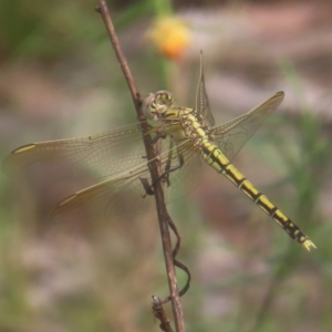 Orthetrum caledonicum at Mount Taylor - 4 Feb 2024