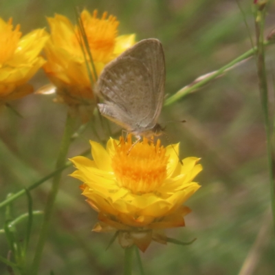 Zizina otis (Common Grass-Blue) at Mount Taylor - 4 Feb 2024 by MatthewFrawley