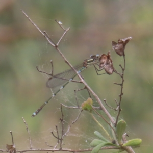 Austrolestes leda at Mount Taylor - 4 Feb 2024