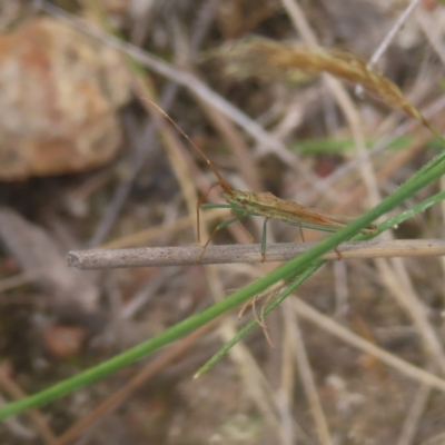 Mutusca brevicornis (A broad-headed bug) at Kambah, ACT - 4 Feb 2024 by MatthewFrawley