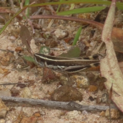 Macrotona australis (Common Macrotona Grasshopper) at Mount Taylor - 4 Feb 2024 by MatthewFrawley