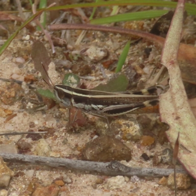 Macrotona australis (Common Macrotona Grasshopper) at Kambah, ACT - 4 Feb 2024 by MatthewFrawley