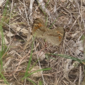 Junonia villida at Mount Taylor - 4 Feb 2024 01:08 PM