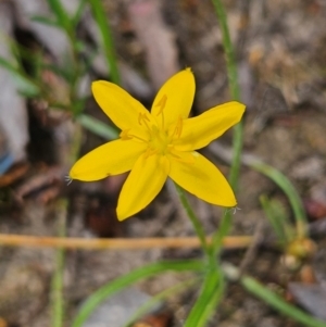 Hypoxis hygrometrica var. villosisepala at Mount Taylor - 4 Feb 2024