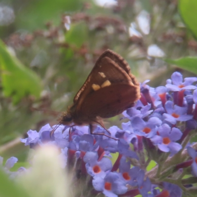 Timoconia flammeata (Bright Shield-skipper) at QPRC LGA - 4 Feb 2024 by MatthewFrawley