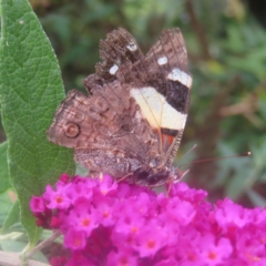 Vanessa itea (Yellow Admiral) at QPRC LGA - 4 Feb 2024 by MatthewFrawley