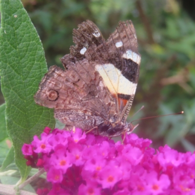 Vanessa itea (Yellow Admiral) at QPRC LGA - 4 Feb 2024 by MatthewFrawley