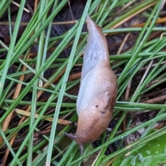 Ambigolimax sp. (valentius and waterstoni) (Striped Field Slug) at Watson Green Space - 5 Feb 2024 by AniseStar