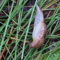 Ambigolimax sp. (valentius and waterstoni) at Watson Green Space - 5 Feb 2024 07:30 PM