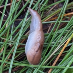 Ambigolimax sp. (valentius and waterstoni) at Watson Green Space - 5 Feb 2024 07:30 PM