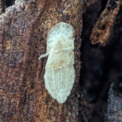 Ledromorpha planirostris (A leafhopper) at Watson, ACT - 5 Feb 2024 by AniseStar