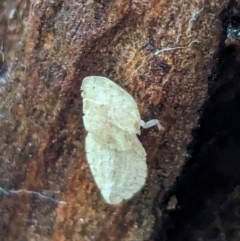 Ledromorpha planirostris at Watson Green Space - 5 Feb 2024 07:24 PM