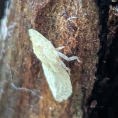 Ledromorpha planirostris at Watson Green Space - 5 Feb 2024 07:24 PM