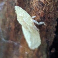 Ledromorpha planirostris at Watson Green Space - 5 Feb 2024 07:24 PM