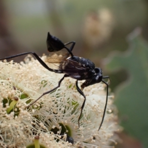 Acanthinevania sp. (genus) at Murrumbateman, NSW - 4 Feb 2024