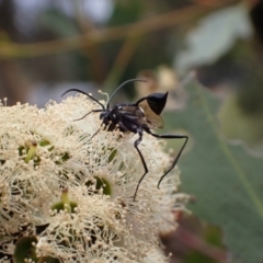 Acanthinevania sp. (genus) at Murrumbateman, NSW - 4 Feb 2024 02:27 PM