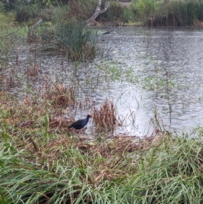 Porphyrio melanotus (Australasian Swamphen) at Watson Green Space - 5 Feb 2024 by AniseStar