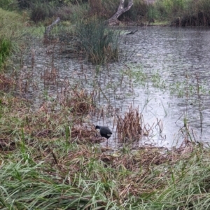 Porphyrio melanotus at Watson Green Space - 5 Feb 2024