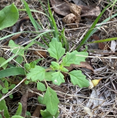 Dysphania pumilio (Small Crumbweed) at Hughes, ACT - 29 Dec 2023 by Tapirlord