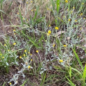 Chrysocephalum apiculatum at Federal Golf Course - 29 Dec 2023