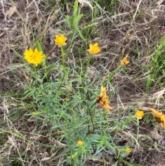 Xerochrysum viscosum (Sticky Everlasting) at Federal Golf Course - 29 Dec 2023 by Tapirlord