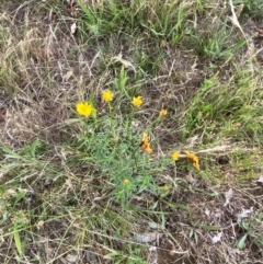 Xerochrysum viscosum at Red Hill to Yarralumla Creek - 29 Dec 2023 02:48 PM