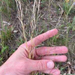 Austrostipa scabra subsp. falcata at Federal Golf Course - 29 Dec 2023