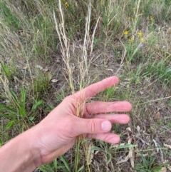 Austrostipa scabra subsp. falcata at Federal Golf Course - 29 Dec 2023