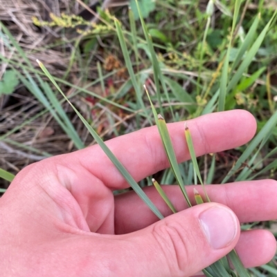 Lomandra multiflora (Many-flowered Matrush) at Federal Golf Course - 29 Dec 2023 by Tapirlord