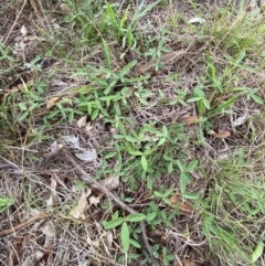 Glycine tabacina at Federal Golf Course - 29 Dec 2023 02:47 PM