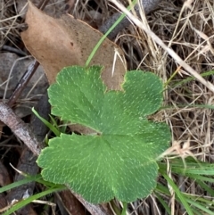 Hydrocotyle laxiflora (Stinking Pennywort) at Hughes, ACT - 29 Dec 2023 by Tapirlord