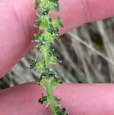 Acaena x ovina (Sheep's Burr) at Hughes, ACT - 29 Dec 2023 by Tapirlord