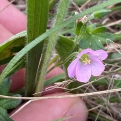 Geranium solanderi var. solanderi (Native Geranium) at Red Hill to Yarralumla Creek - 29 Dec 2023 by Tapirlord