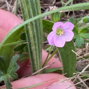 Geranium solanderi var. solanderi at Red Hill to Yarralumla Creek - 29 Dec 2023