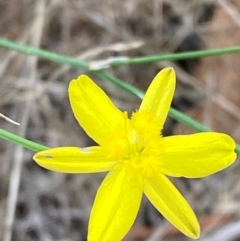 Tricoryne elatior (Yellow Rush Lily) at Hughes, ACT - 29 Dec 2023 by Tapirlord