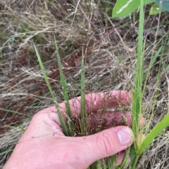 Panicum effusum (Hairy Panic Grass) at Hughes, ACT - 29 Dec 2023 by Tapirlord