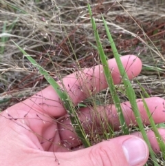 Panicum effusum at Federal Golf Course - 29 Dec 2023