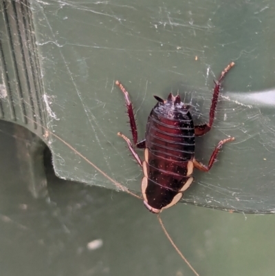 Drymaplaneta communis (Eastern Wood Runner, Common Shining Cockroach) at Watson, ACT - 4 Feb 2024 by AniseStar