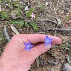 Wahlenbergia capillaris (Tufted Bluebell) at Red Hill to Yarralumla Creek - 29 Dec 2023 by Tapirlord