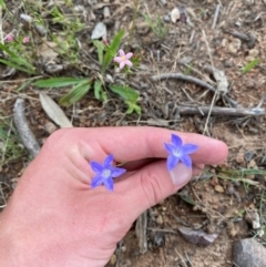 Wahlenbergia capillaris (Tufted Bluebell) at Hughes, ACT - 29 Dec 2023 by Tapirlord